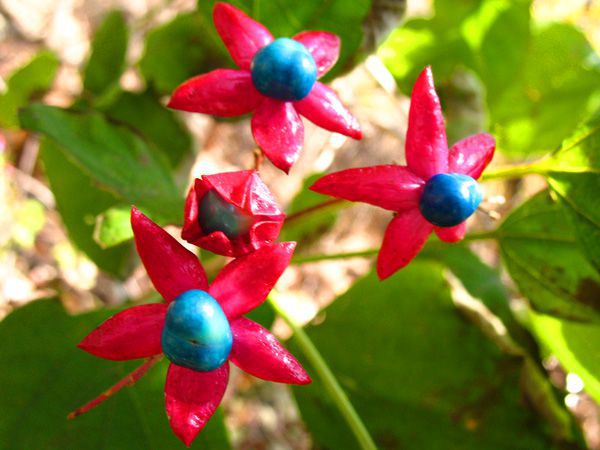 季節の風景 植物 花 動物 昆虫